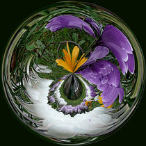 Sphere of crocus by Robert Gipson