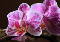 Orchidee  by Falko Follert