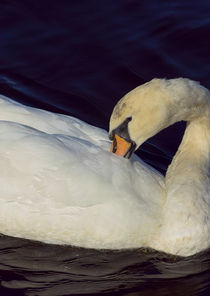 Mute Swan by Paul messenger