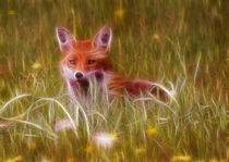 Cute Fox Cub by Graham Prentice