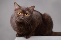 Chocolate British shorthair cat by Waldek Dabrowski