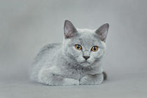 British shorthair kitten von Waldek Dabrowski