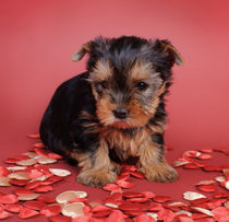 Yorkshire terrier Dog puppy portrait von Waldek Dabrowski