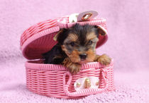 Yorkshire terrier dog puppy  von Waldek Dabrowski