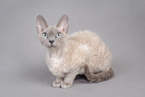  Devon Rex cat by Waldek Dabrowski