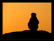 Sunset Silhouette von serenityphotography