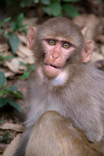 Young Rhesus Macaque with Food in Cheeks by serenityphotography