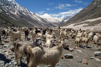 Sheep and Goats in Lahaul Valley by serenityphotography