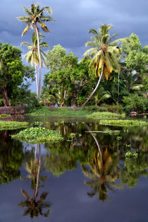 Palm Trees in a Storm Kerala by serenityphotography