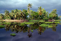 Palm Trees in a Storm Kerala by serenityphotography