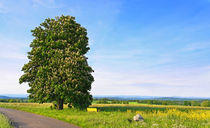 Baum im Land by Wolfgang Dufner