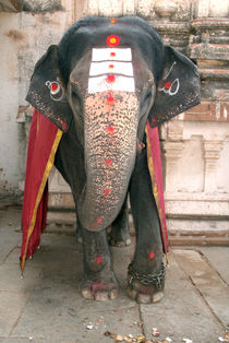 Laxmi the Elephant in Hampi Temple by serenityphotography