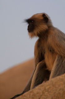 Quiet Contemplation von serenityphotography