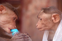 Cheeky Monkeys Opening Stolen Water Hampi von serenityphotography