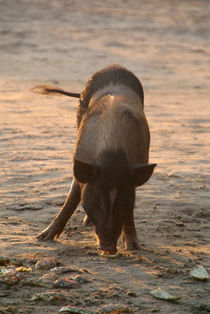 Piggy on the Beach by serenityphotography