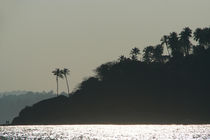 Palm Trees on Monkey Island by serenityphotography