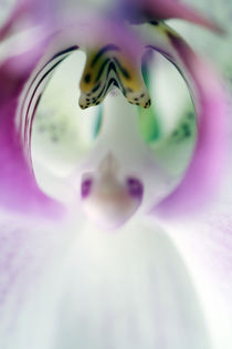 Orchidee von jaybe