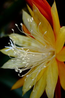 Kaktusblüte von Christine Bässler