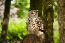 eagle owl von deanmessengerphotography