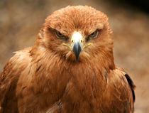 Tawny Eagle by deanmessengerphotography