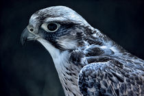 lanner falcon von deanmessengerphotography