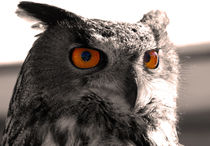 eagle owl von deanmessengerphotography
