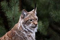 Luchs by Wolfgang Dufner
