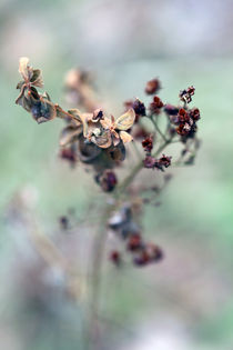 Herbstbild von jaybe