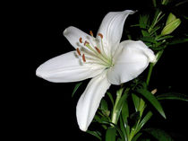 White Lily von Sarah Couzens