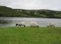 Wild Irish Sheep von Azzurra Di Pietro