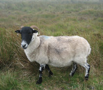 Irish sheep  von Azzurra Di Pietro