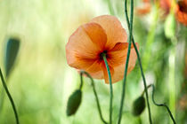 Roter Mohn von Nailia Schwarz