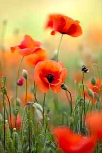 Roter Mohn von Nailia Schwarz