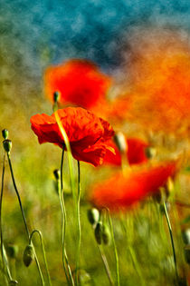 Rote Mohnblumen von Nailia Schwarz