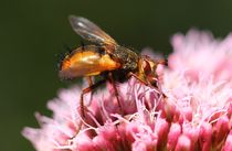 Schwebfliege von Bernhard Kaiser