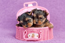 Yorkshire terrier puppies by holka