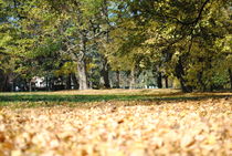 Autumn in Bologna  von Azzurra Di Pietro