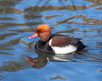 Red Crested Pochard by Graham Prentice