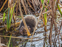 Water Vole by Graham Prentice