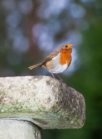 Robin on Birdbath by Graham Prentice