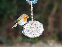 Robin on Feeder by Graham Prentice