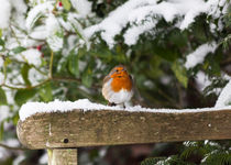 Robin On Snowy Bench by Graham Prentice