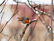 Robin in Snow by Graham Prentice