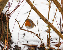 Robin in Snow by Graham Prentice