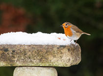 Robin in Snow von Graham Prentice