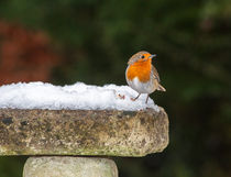 Robin in Snow by Graham Prentice