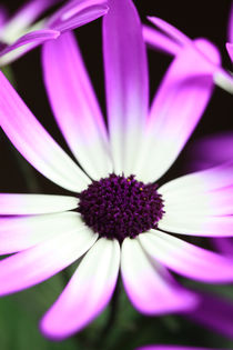 Aschenblume von Falko Follert