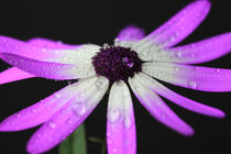 Aschenblume mit Wassertropfen von Falko Follert