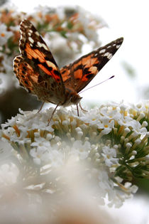 Schmetterling von Christine Bässler