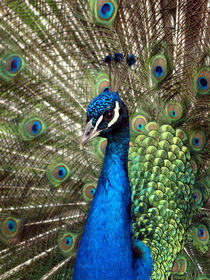 Radschlagender, blauer Pfau (peacock) by Dagmar Laimgruber